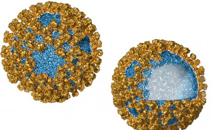 Virus-like nanoparticles are made from structural proteins. Virus-like nanoparticles are made from structural proteins.